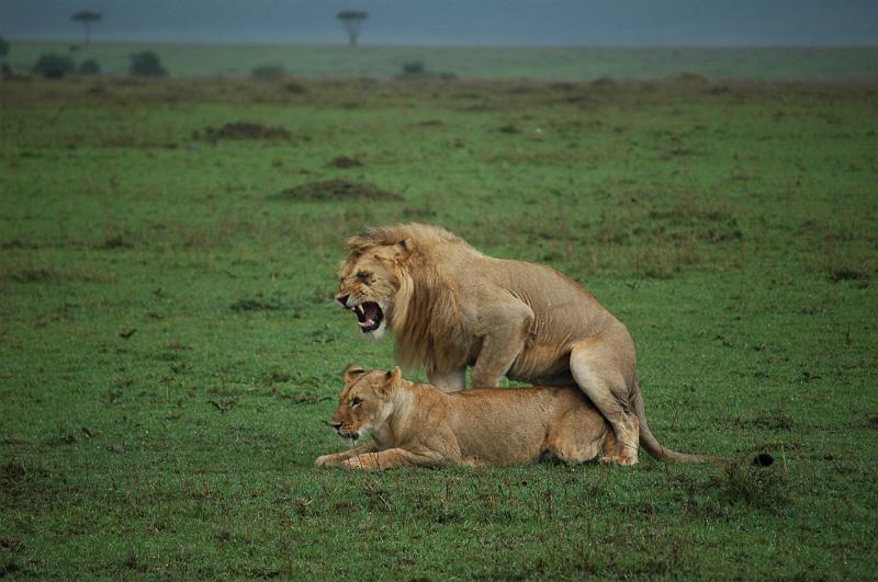 Still mating.JPG